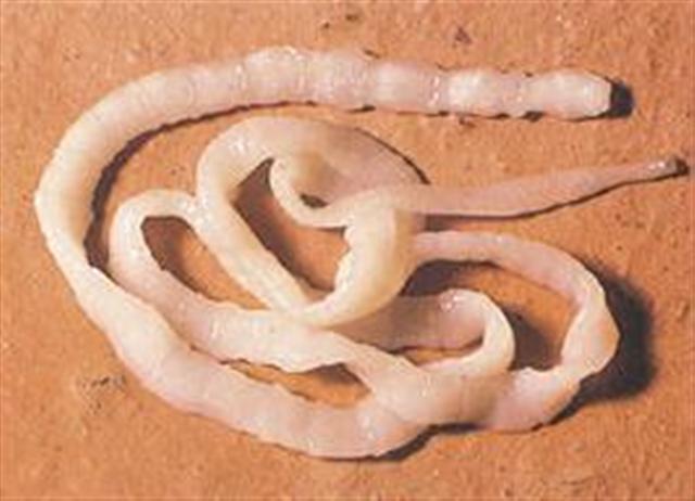 Tenia - Un Endopar&aacute;sito