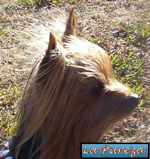 Revisi&oacute;n de orejas y o&iacute;dos del perro