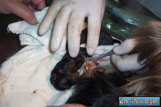 Cortamos el cord&oacute;n umbilical, a unos 5 a 7 cm del cachorro
