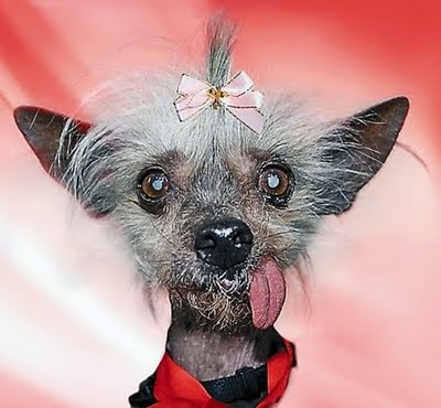 Simp&aacute;tico Perro Anciano