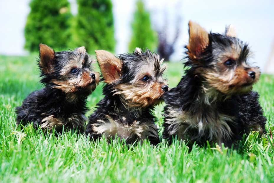 El Momento Oportuno de la Adopcion