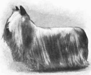 CHAMPION TED - ganador de casi 300 premios -  fue el YORKSHIRE n&uacute;mero 1 durante 6 a&ntilde;os