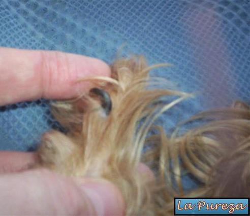 U&ntilde;as de Perro